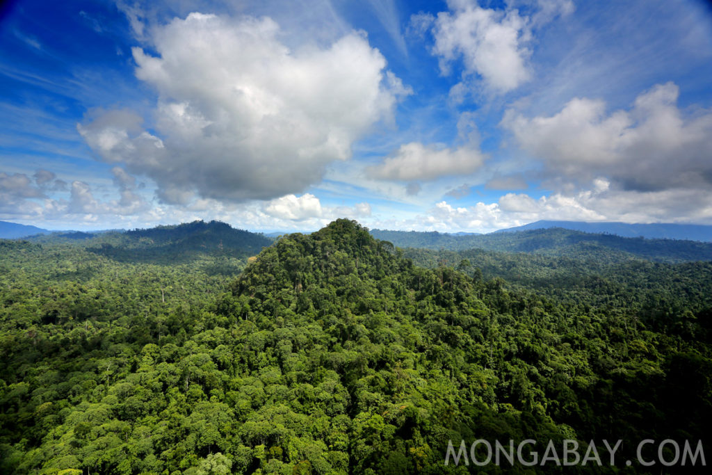 rainforest – Lee's World of Sustainability